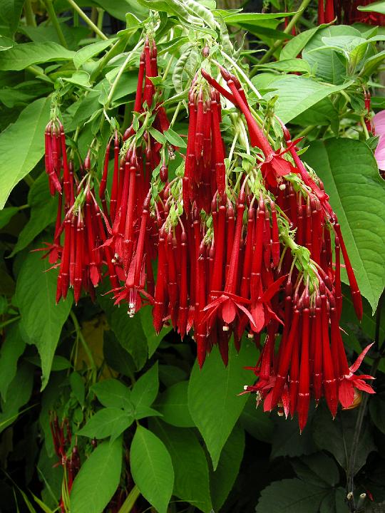 Fuchsia boliviana